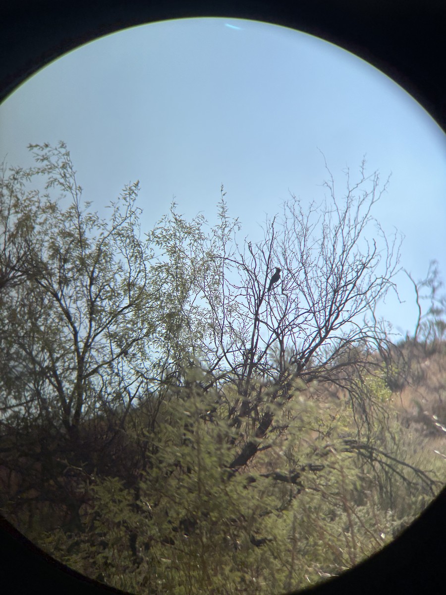 Steller's Jay (Southwest Interior) - ML641441715