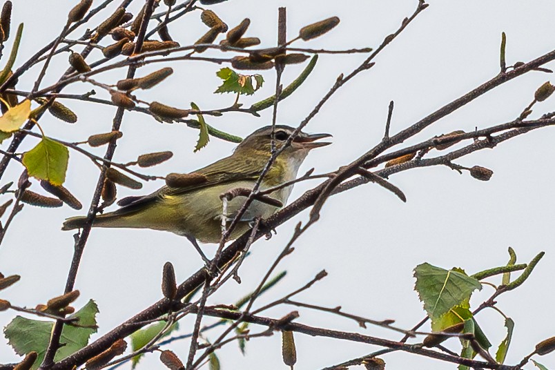 Red-eyed Vireo - ML641441718