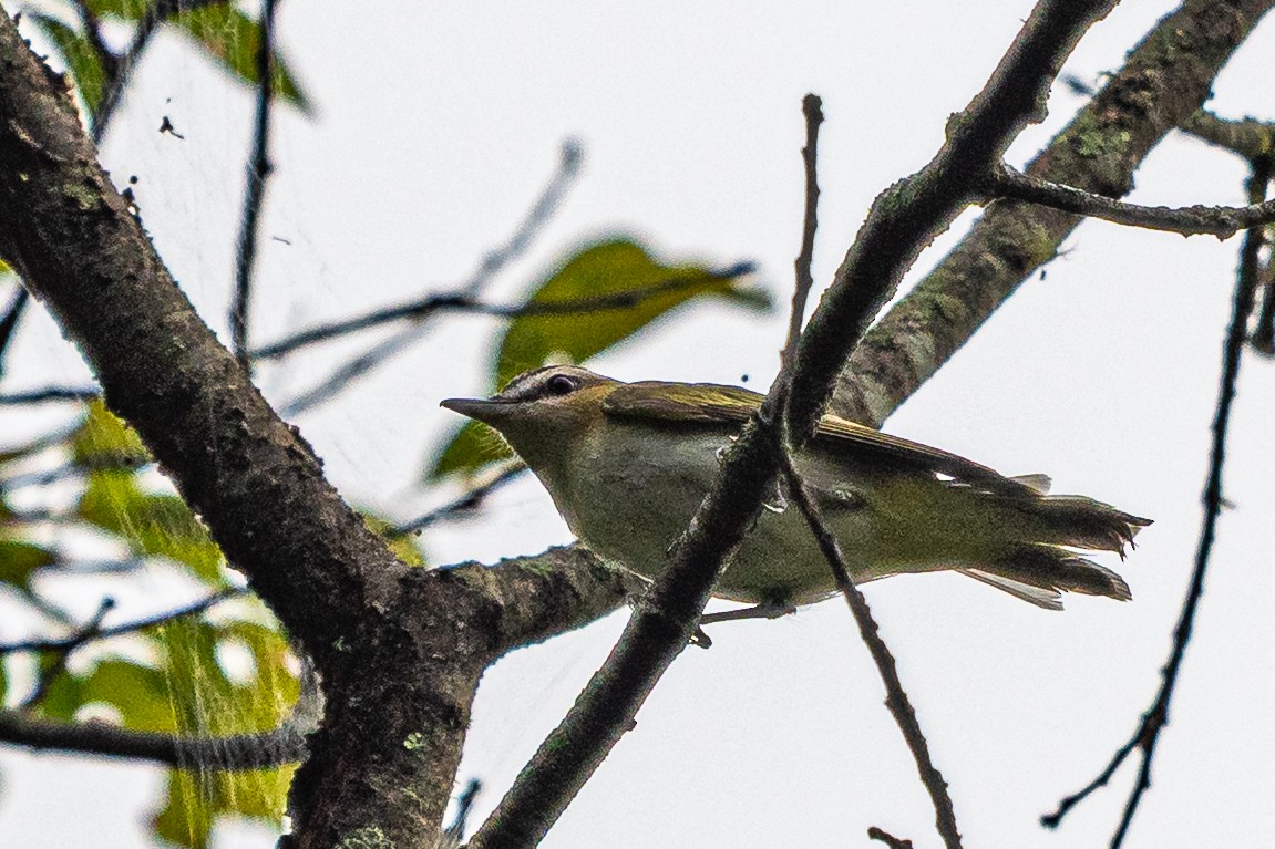 Red-eyed Vireo - ML641441719