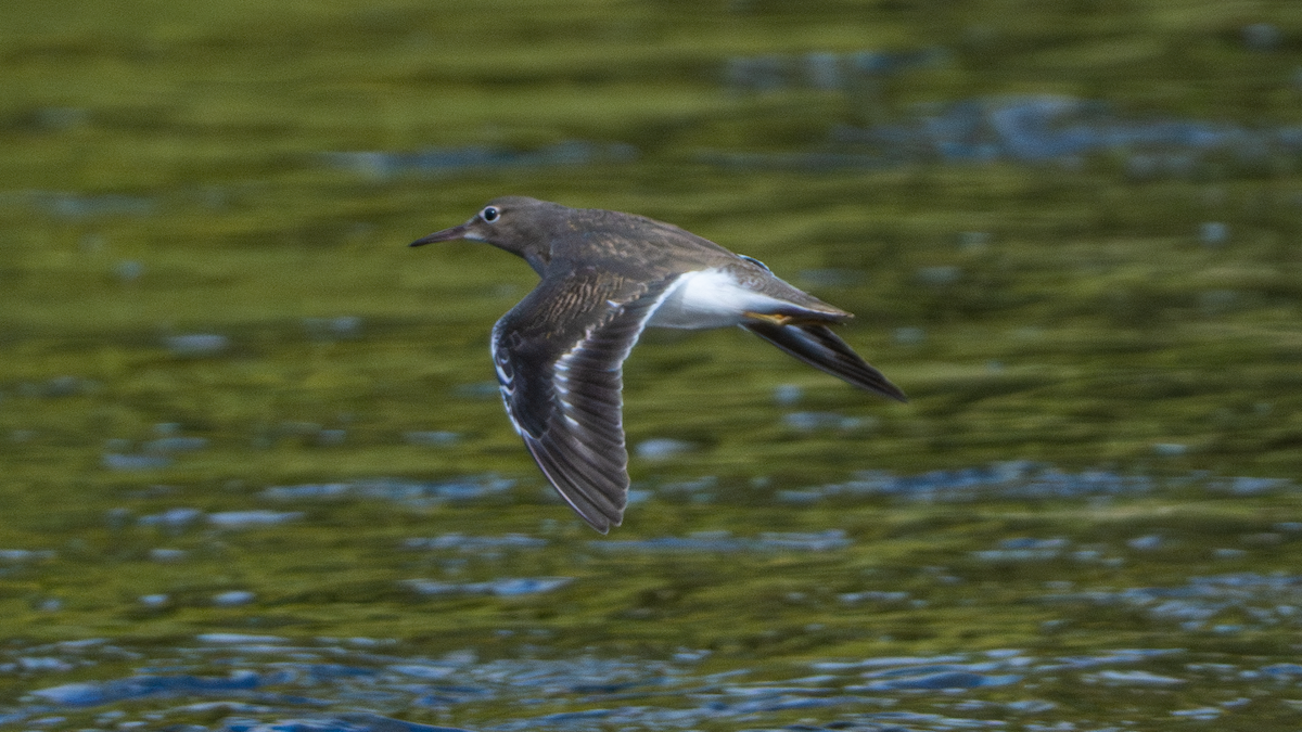 Spotted Sandpiper - ML641441720
