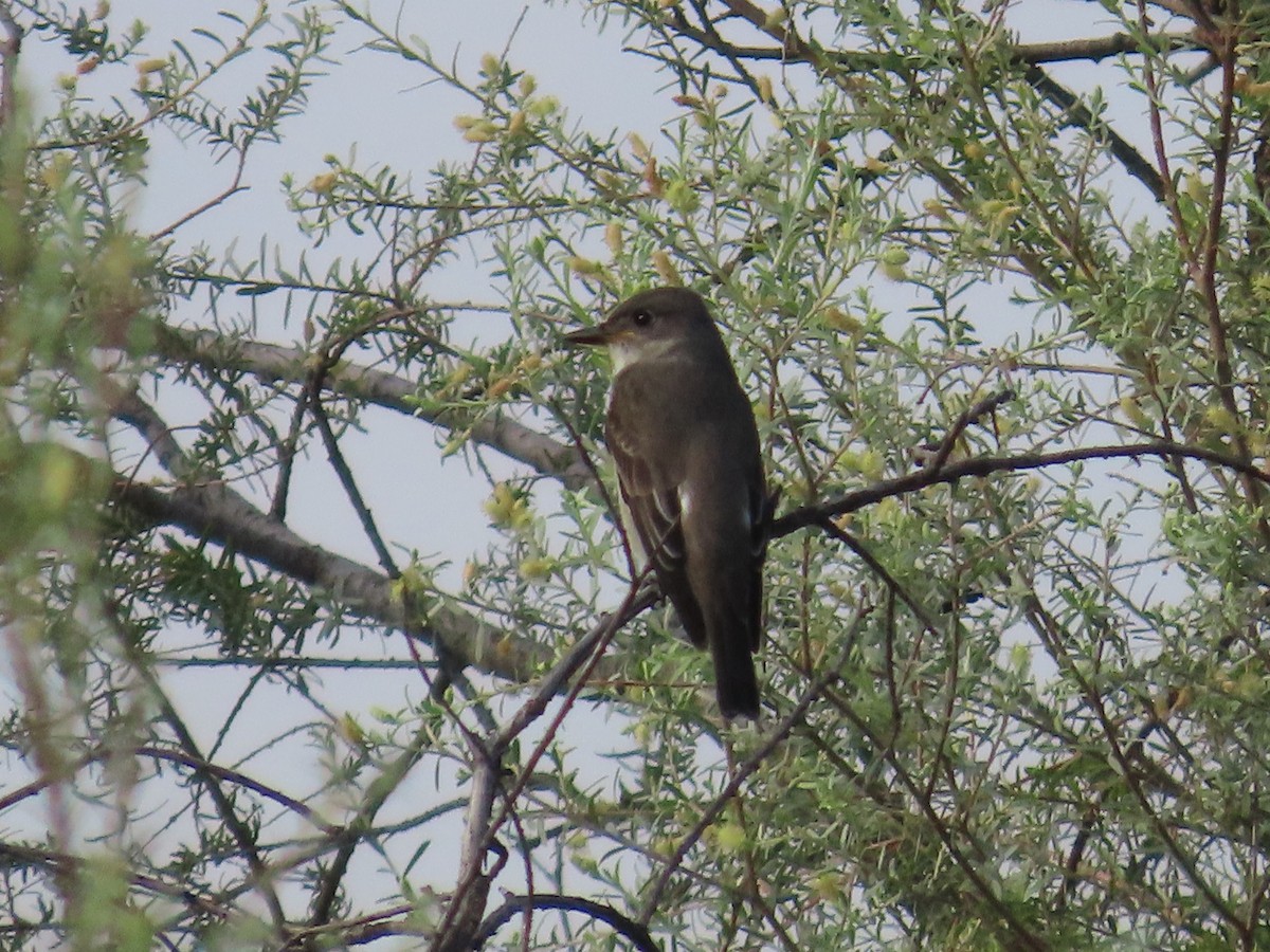 Olive-sided Flycatcher - ML641441828