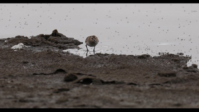 Baird's Sandpiper - ML641441841
