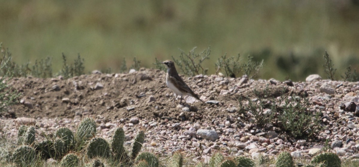 Horned Lark - ML641441870