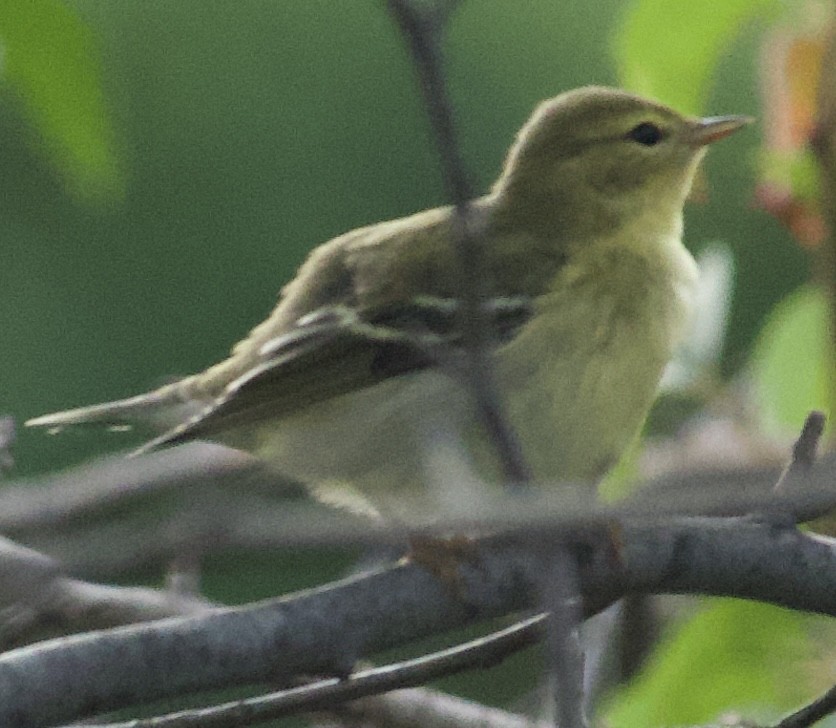 Paruline rayée - ML641441904