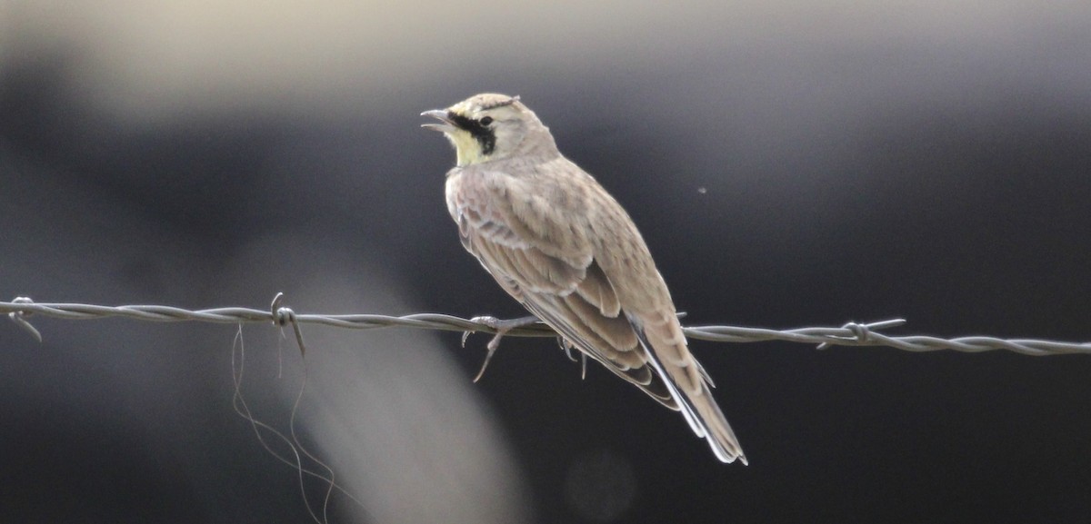 Horned Lark - ML641441914