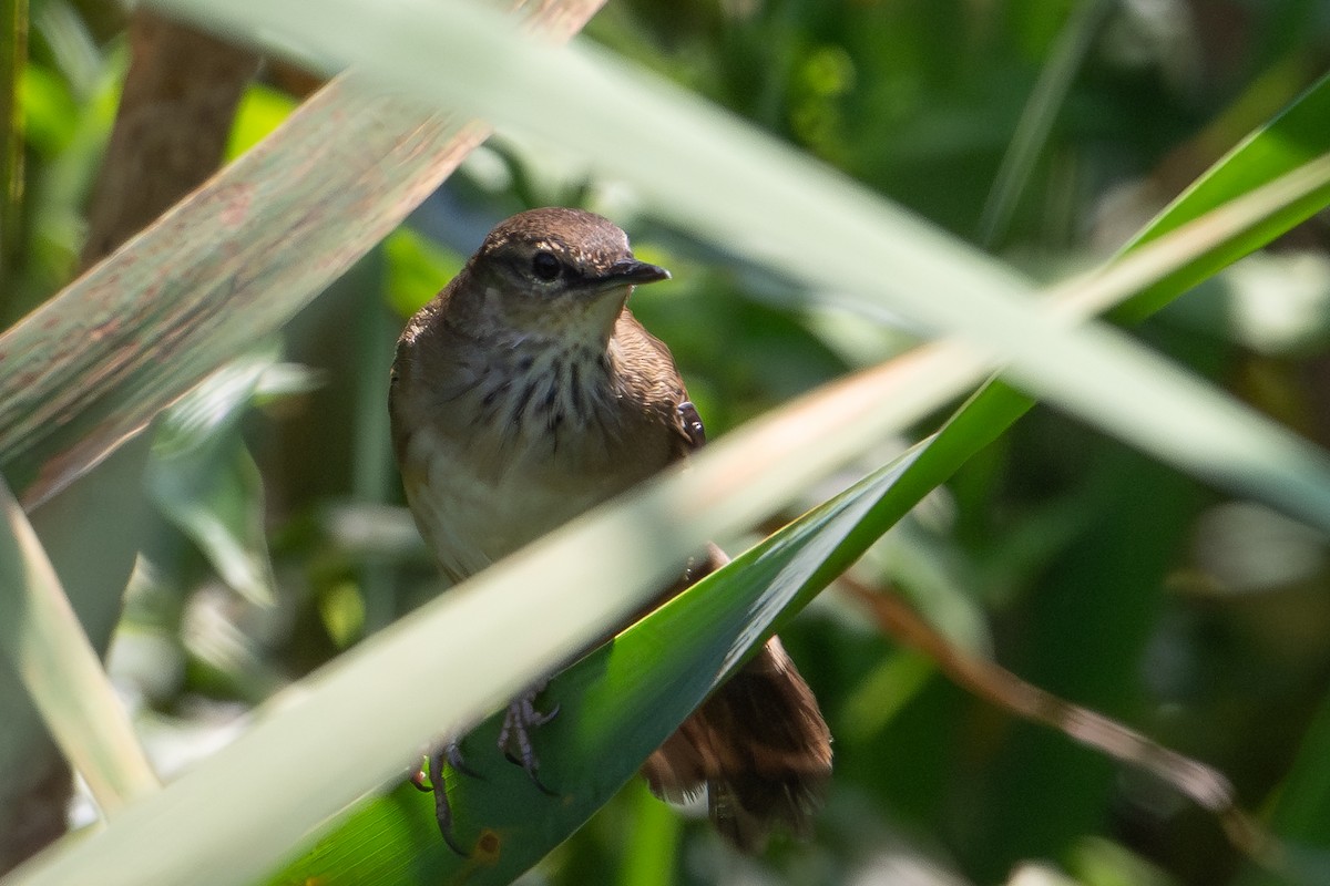 Highland Rush Warbler - ML641441941