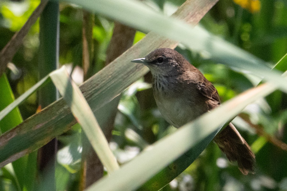 Highland Rush Warbler - ML641441948
