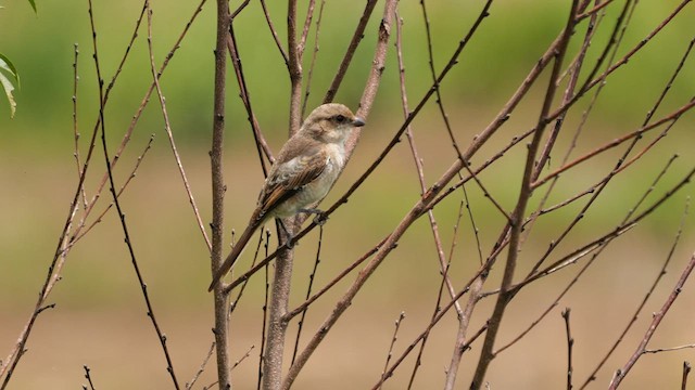 Southern Fiscal (Southern) - ML641441955