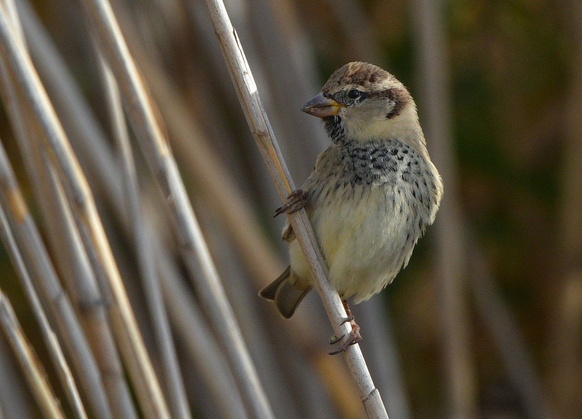 Spanish Sparrow - ML641441967