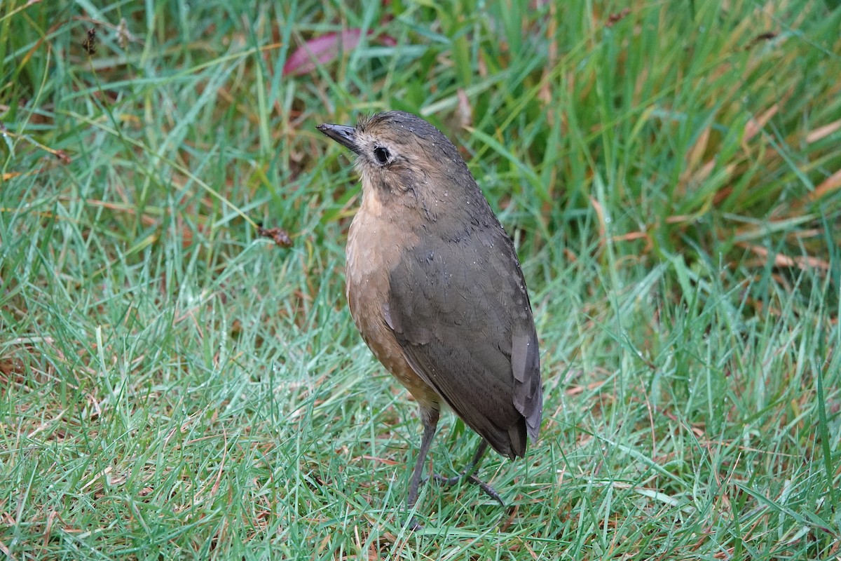 Tawny Antpitta - ML641441990