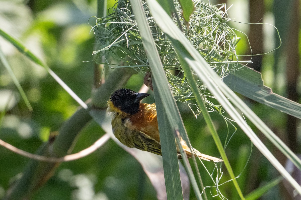 Black-headed Weaver - ML641441993