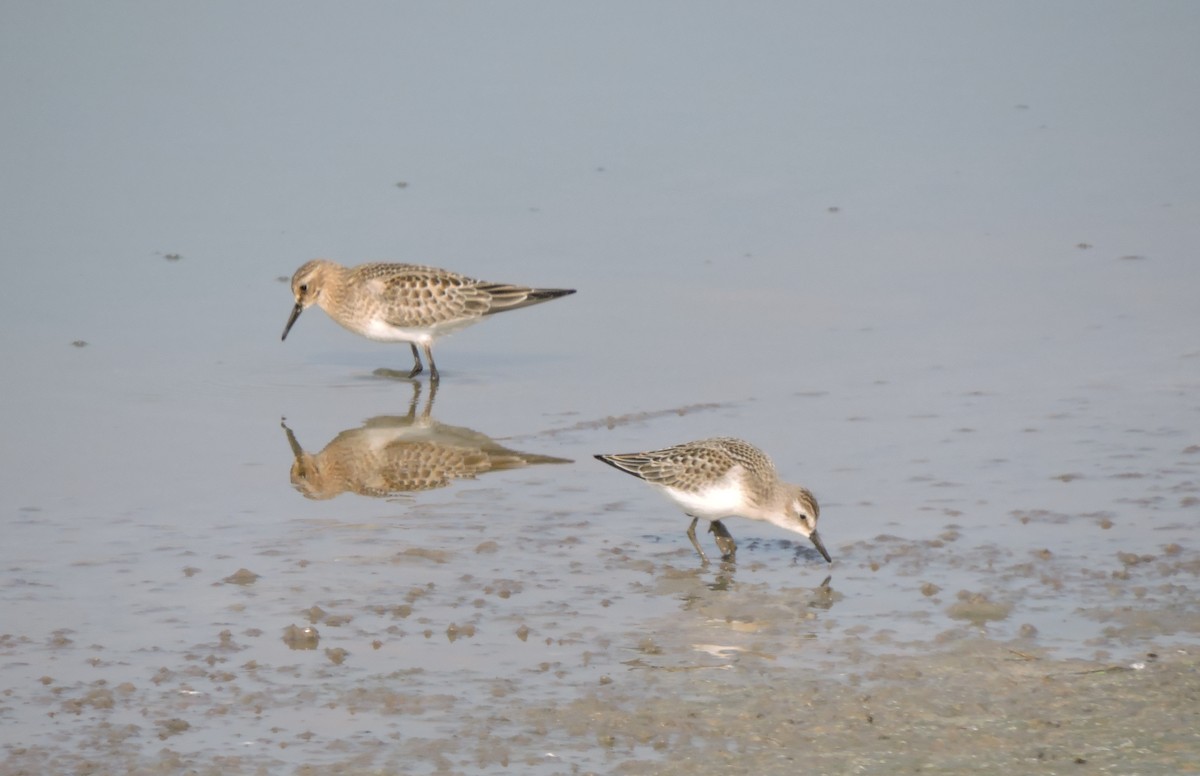Semipalmated Sandpiper - ML641441996