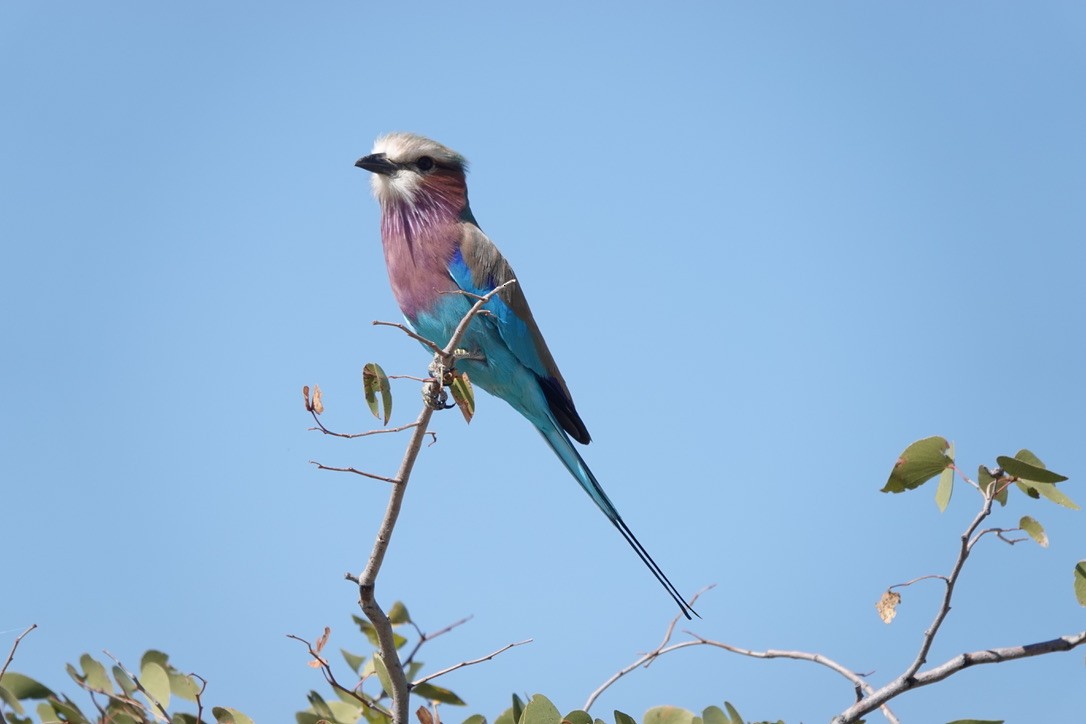Lilac-breasted Roller - ML641442012
