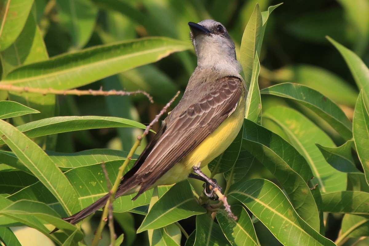 Tropical Kingbird - ML641442029
