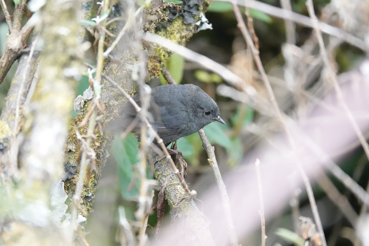 Paramo Tapaculo - ML641442030