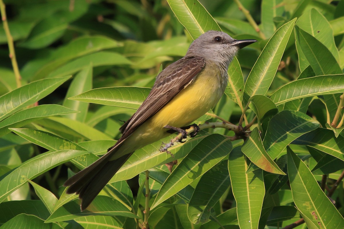 Tropical Kingbird - ML641442031