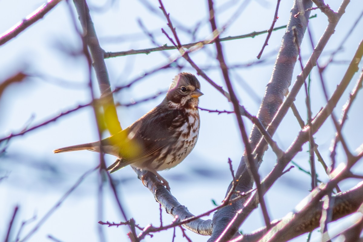 Fox Sparrow (Red) - ML641442032