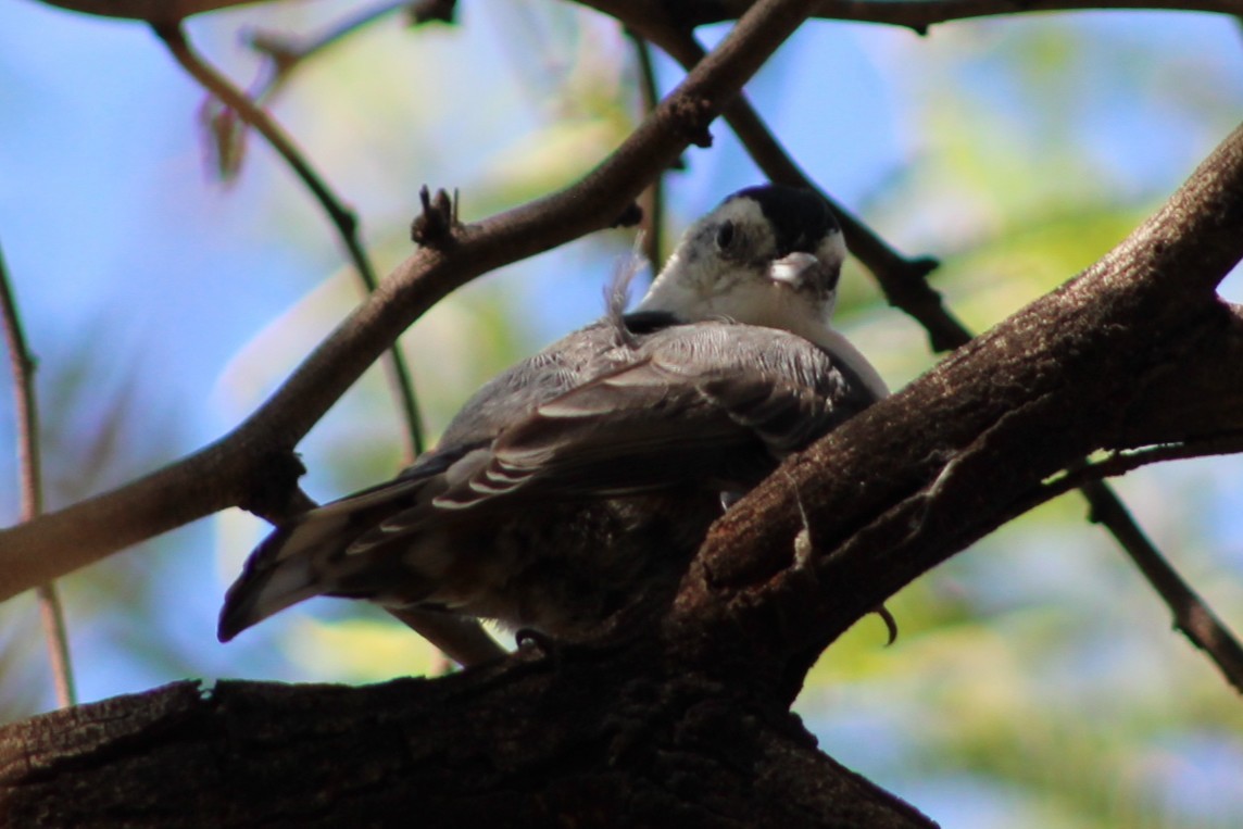 White-breasted Nuthatch - ML641442039