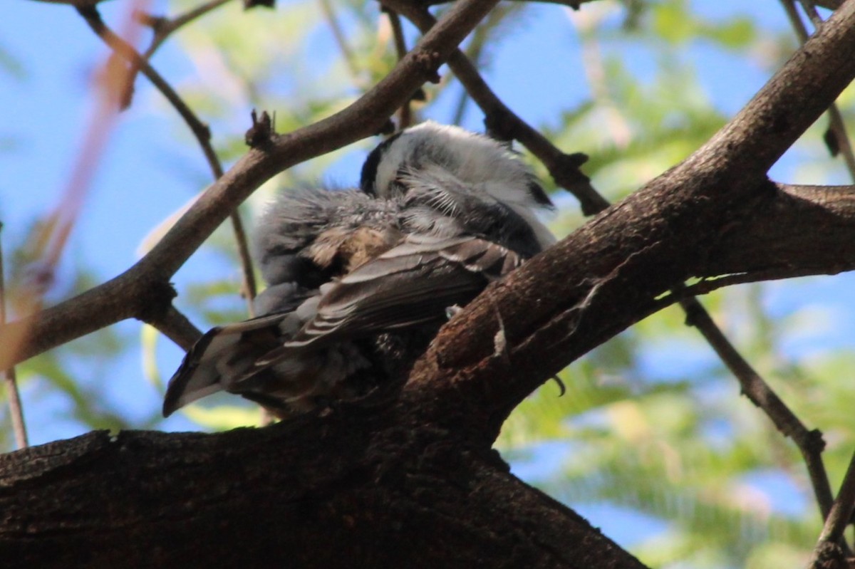 White-breasted Nuthatch - ML641442047