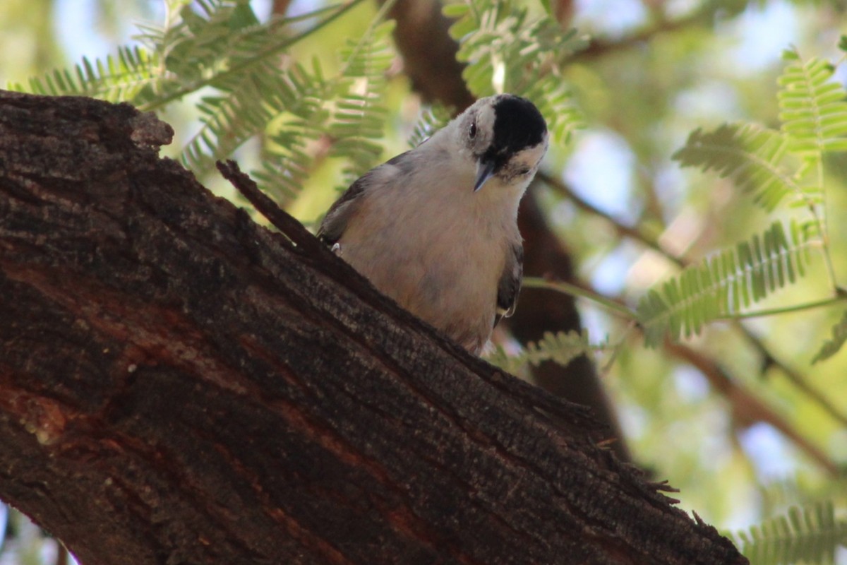 White-breasted Nuthatch - ML641442049