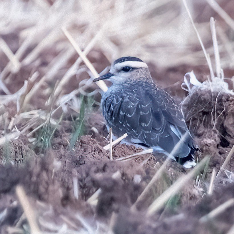 Sociable Lapwing - ML641442059