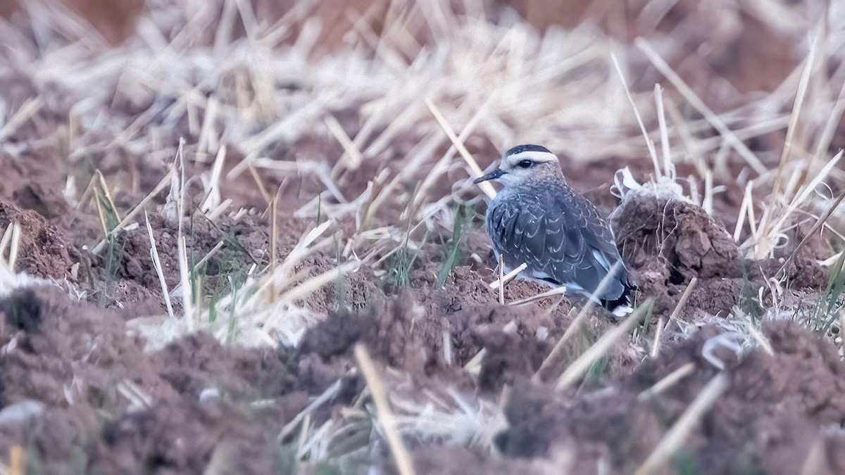 Sociable Lapwing - ML641442060