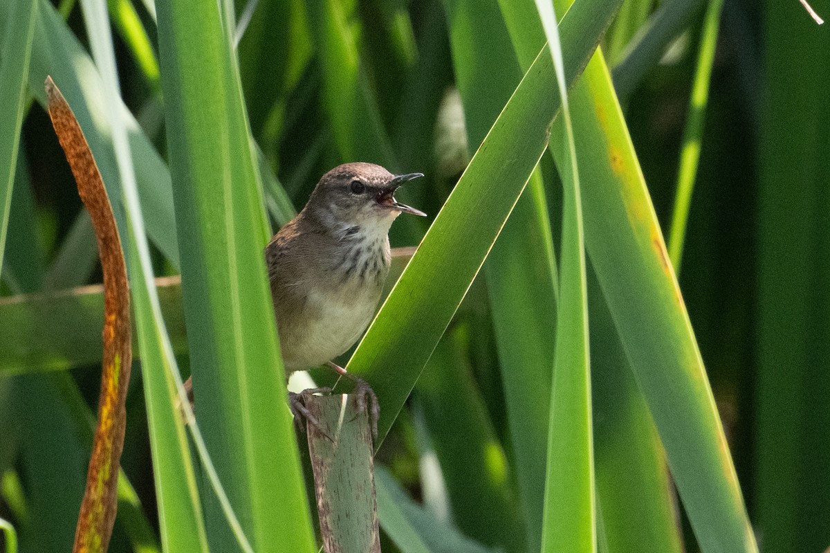 Highland Rush Warbler - ML641442076