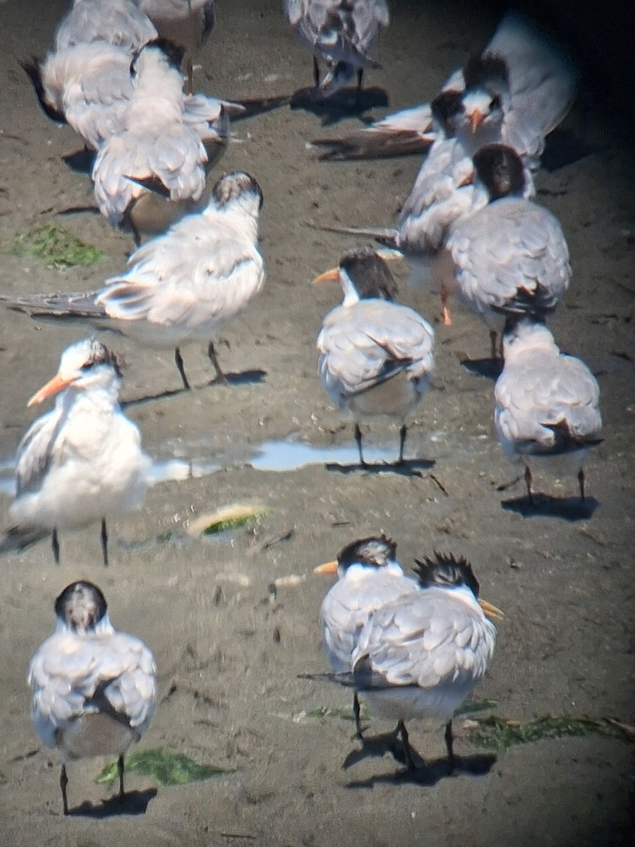 Elegant Tern - ML641442083