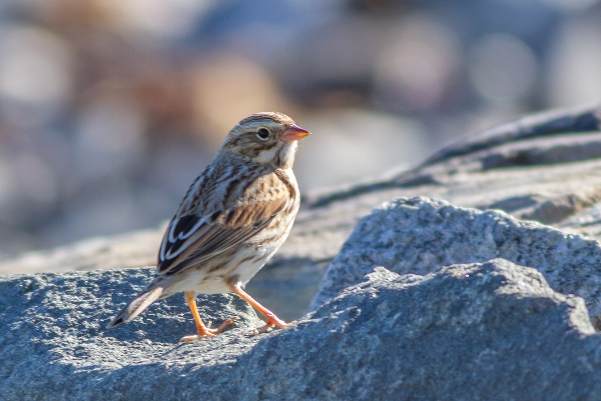Savannah Sparrow (Ipswich) - ML641442092