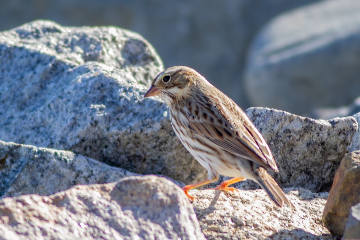 Savannah Sparrow (Ipswich) - ML641442093