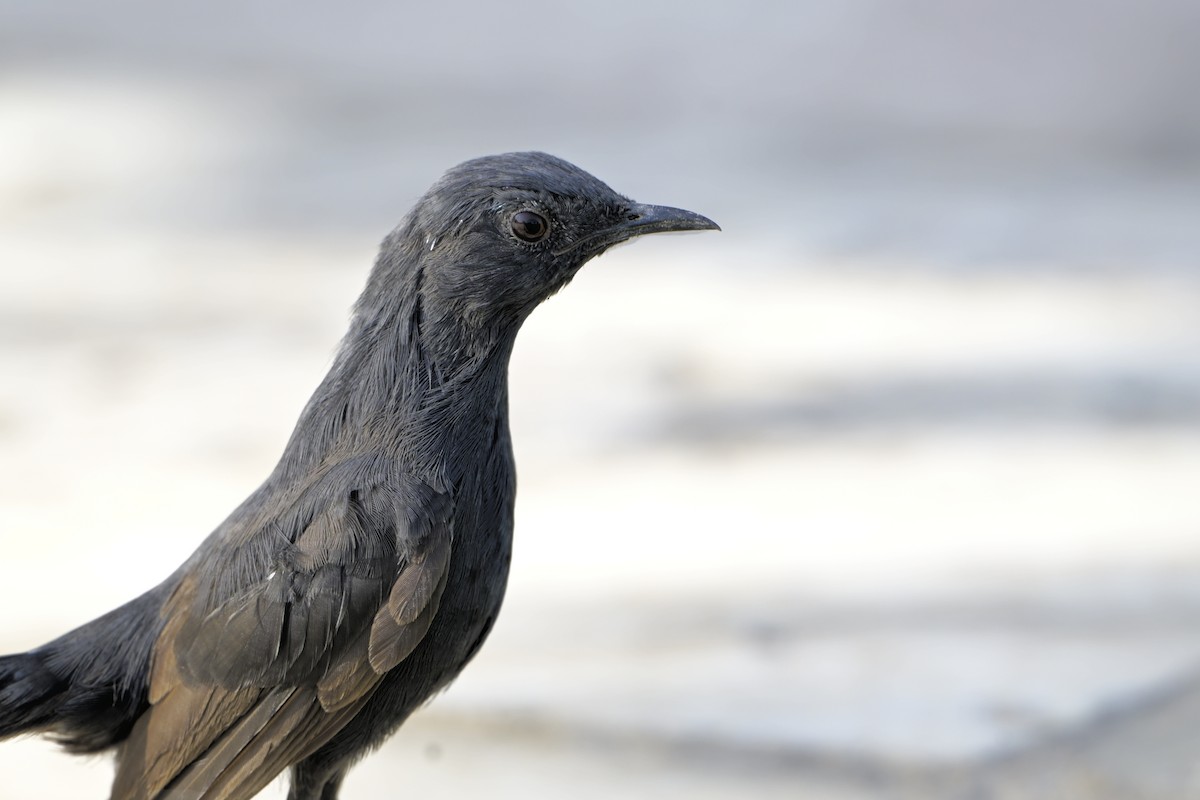 Black Scrub-Robin - ML641442115