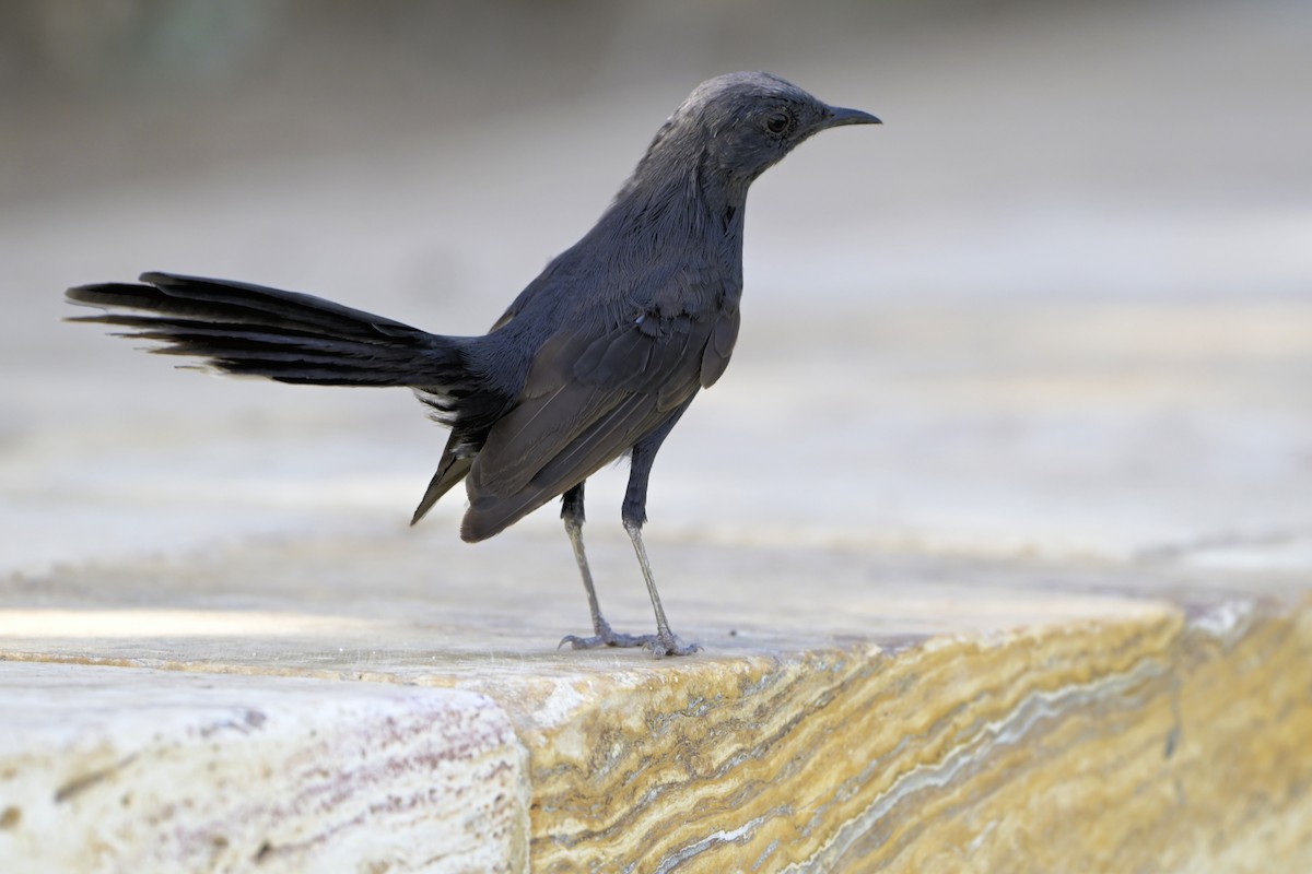 Black Scrub-Robin - ML641442116