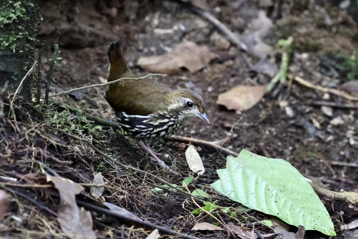 Short-tailed Antthrush - ML641442130
