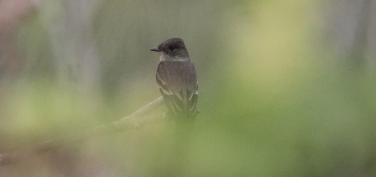 Western Wood-Pewee - ML641442132