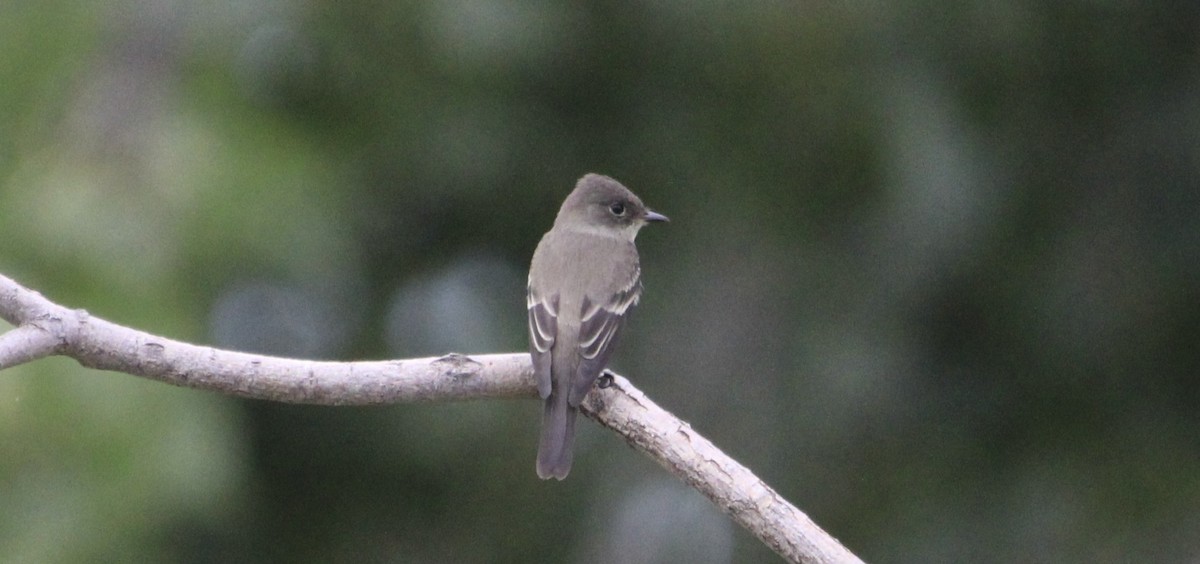 Western Wood-Pewee - ML641442133