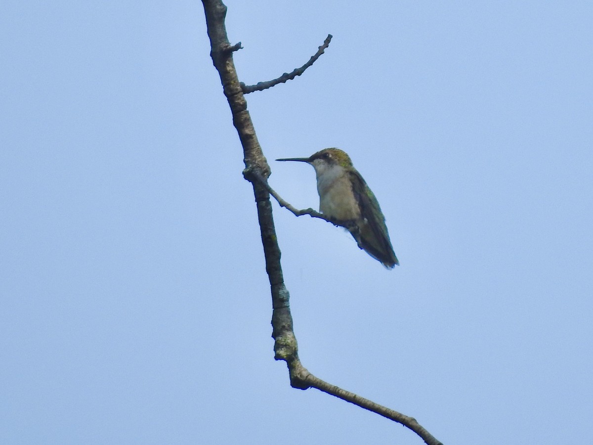 Ruby-throated Hummingbird - ML641442165
