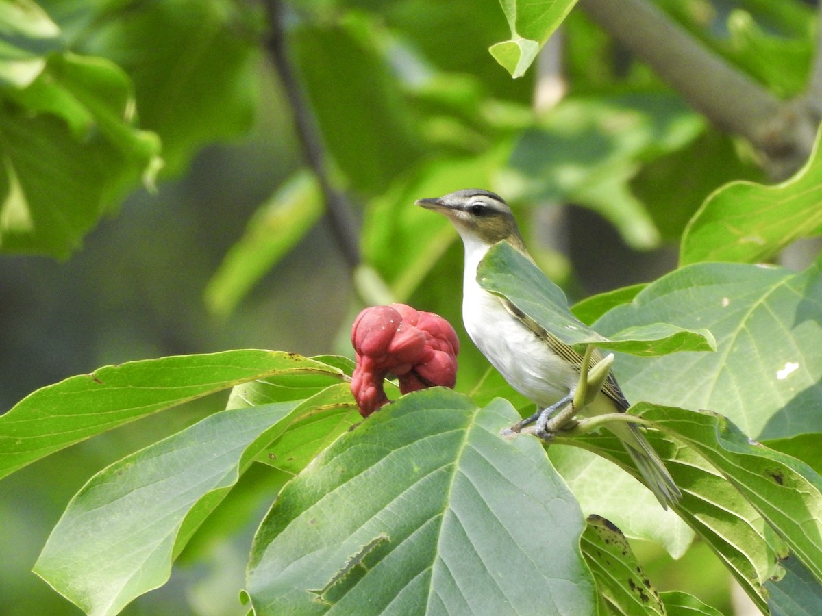 Red-eyed Vireo - ML641442172