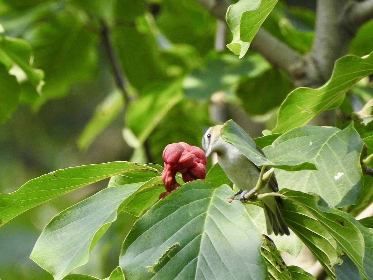 Red-eyed Vireo - ML641442173