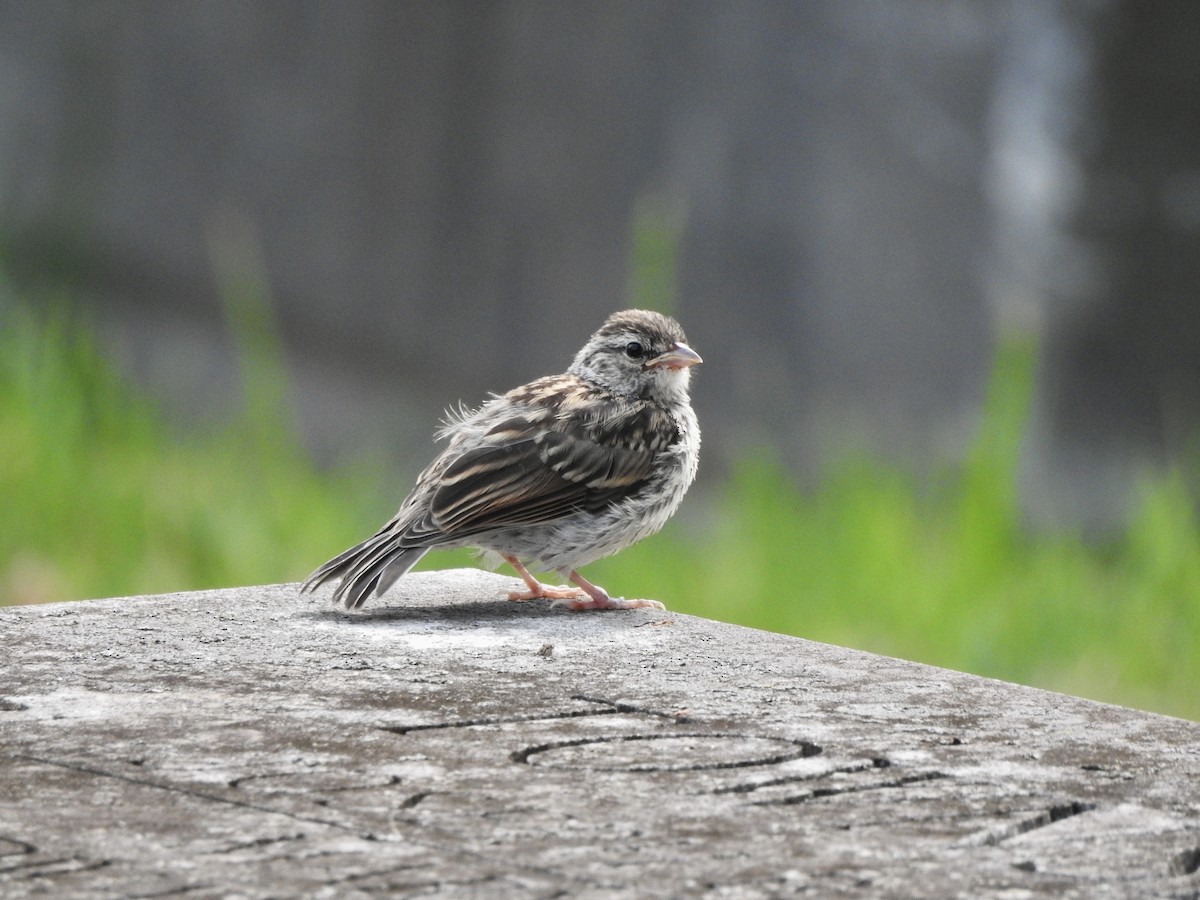 Chipping Sparrow - ML641442187