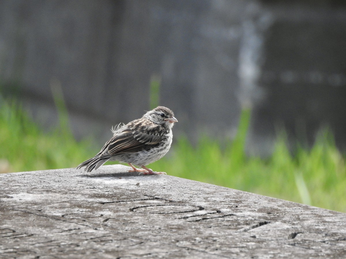 Chipping Sparrow - ML641442188
