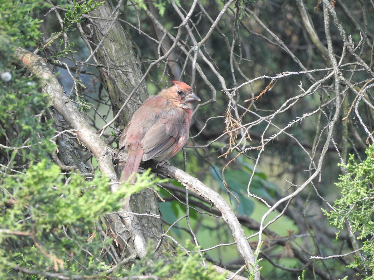 Northern Cardinal - ML641442200