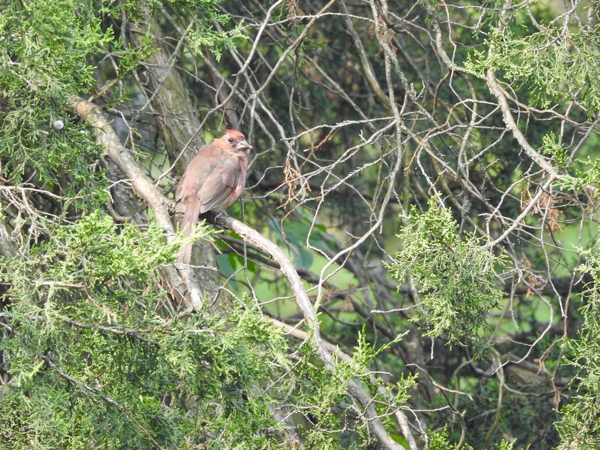 Northern Cardinal - ML641442201