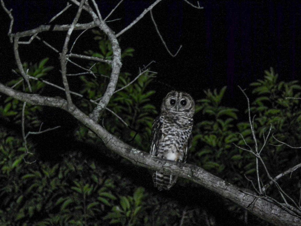Rusty-barred Owl - ML641442300