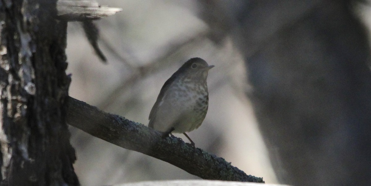 Swainson's Thrush - ML641442340