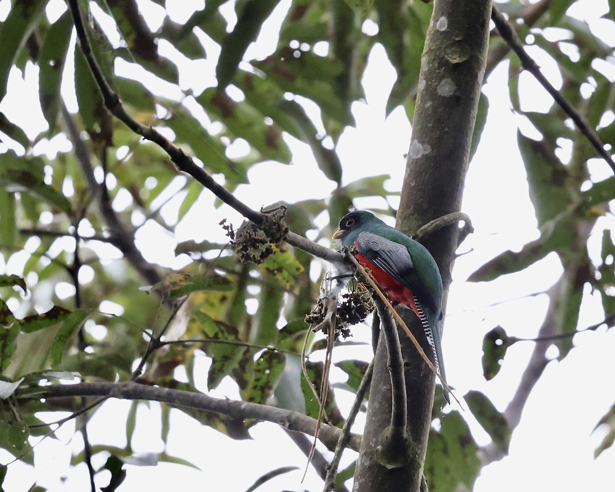 Collared Trogon (Collared) - ML641442383