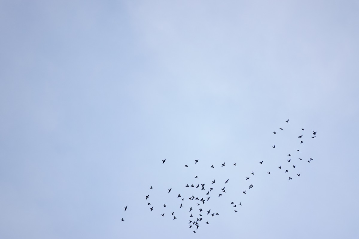 Barred Parakeet - ML641442417