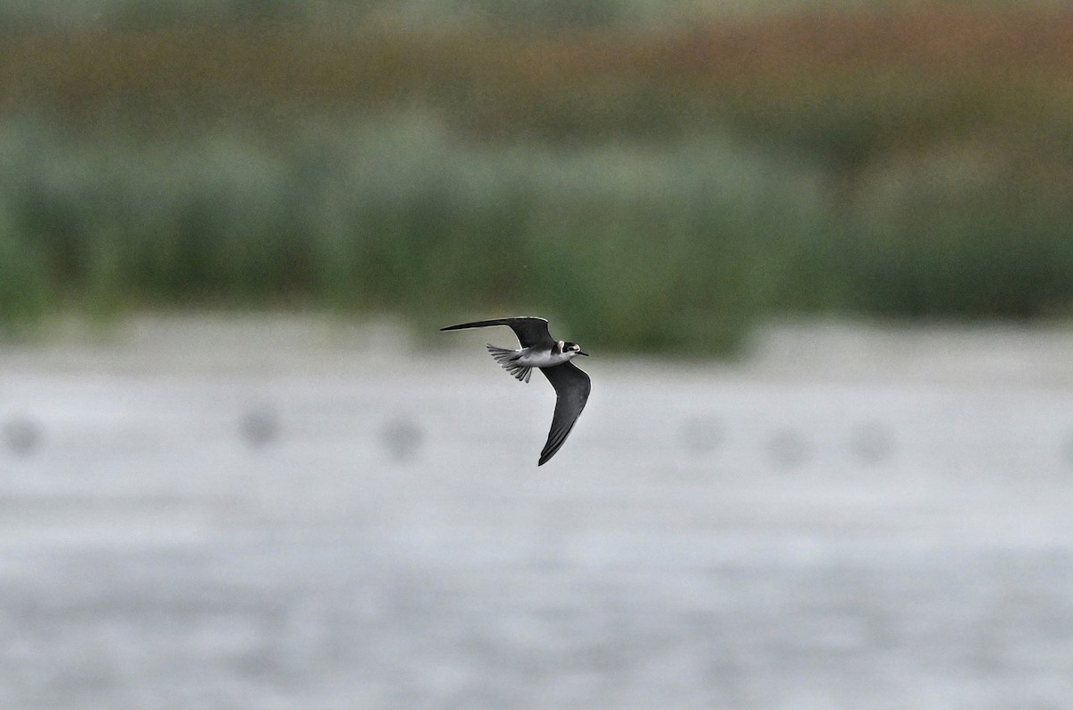 Black Tern - ML641442419