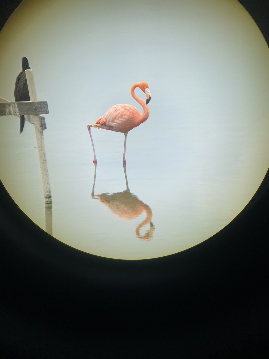 American Flamingo - ML641442428