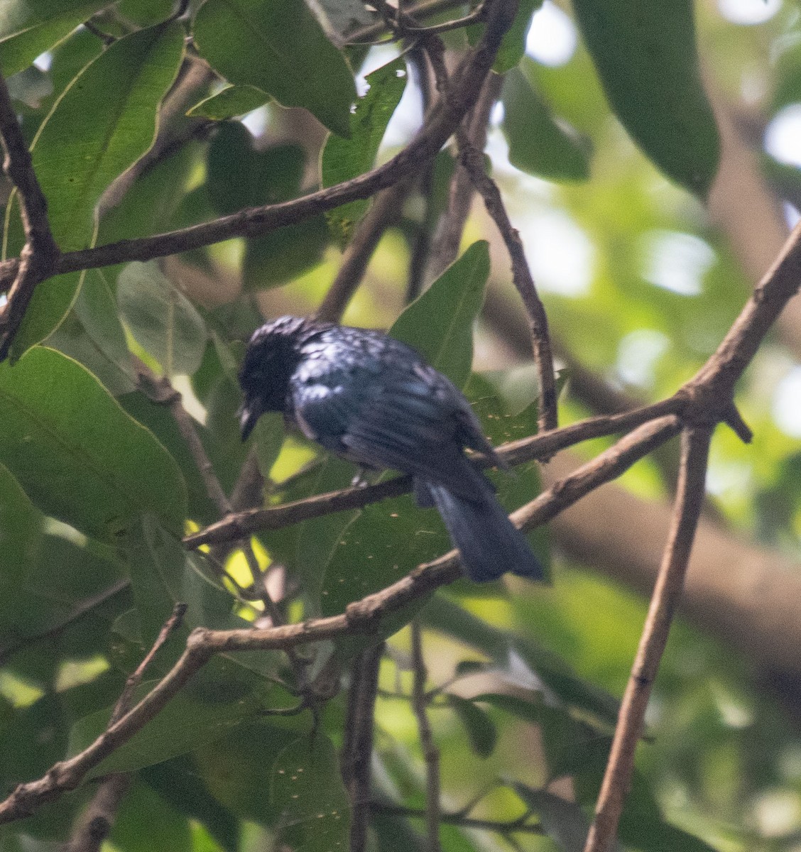 Bronzed Drongo - ML641442429