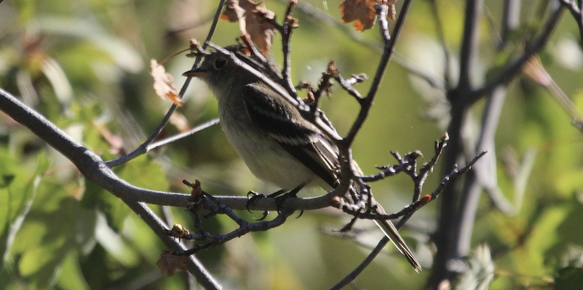 Empidonax sp. - ML641442433
